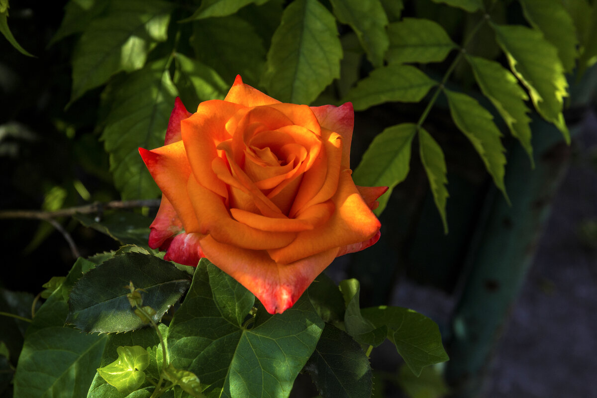 Оранжевая роза - Валентин Семчишин