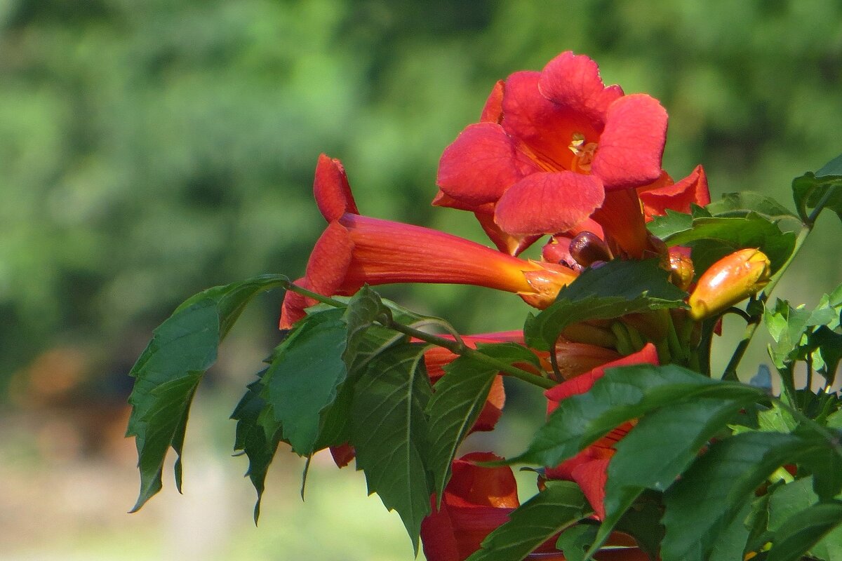 Кампсис расцвёл - Татьяна Смоляниченко