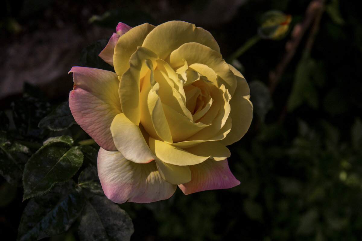 Глория  Дей - Валентин Семчишин