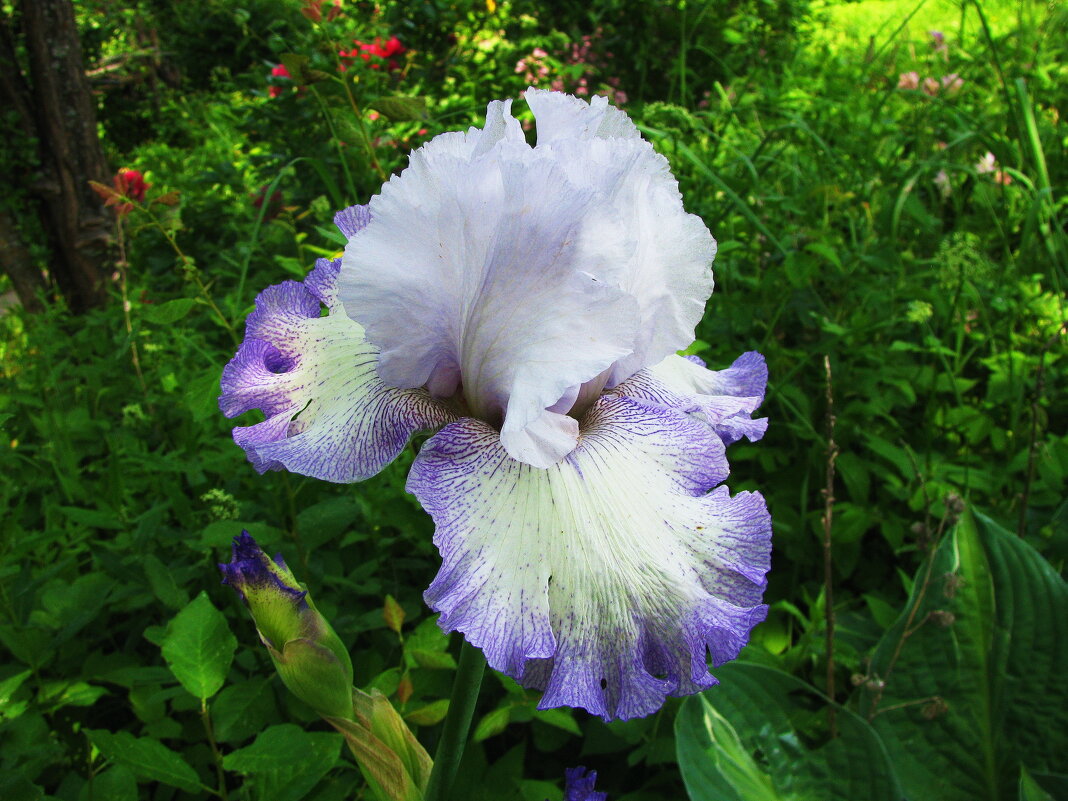 Нежный ирис - Людмила Смородинская