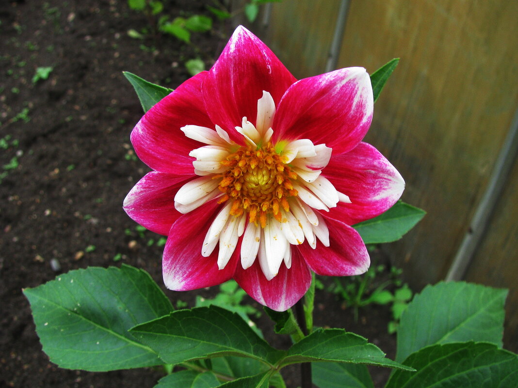 Красавица георгина - Людмила Смородинская Красавица георгина - Людмила Смородинская