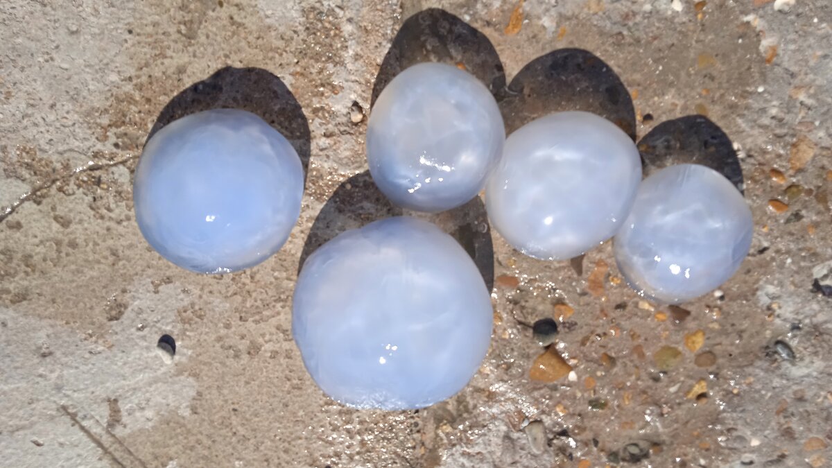 медузы - Елена Шаламова