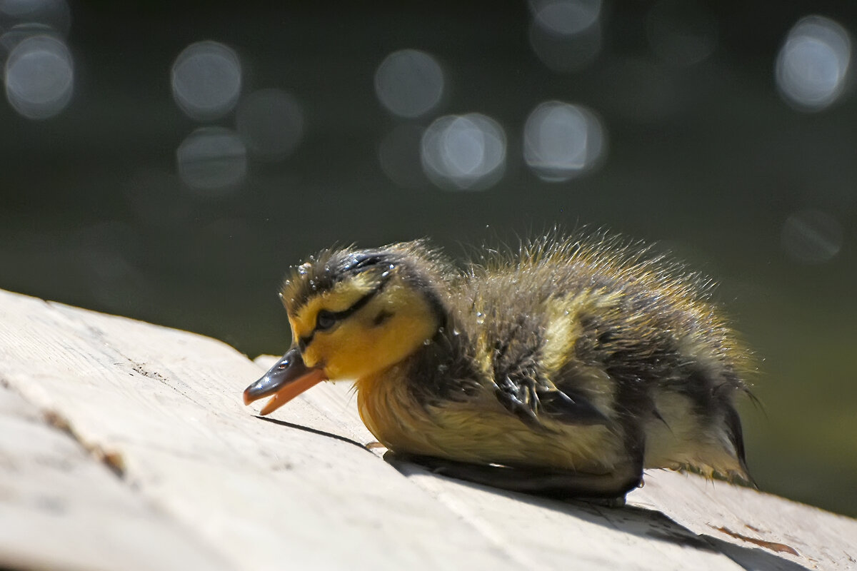 Москва. Весна в Аптекарском... - Наташа ***** Москва. Весна в Аптекарском... - Наташа *****