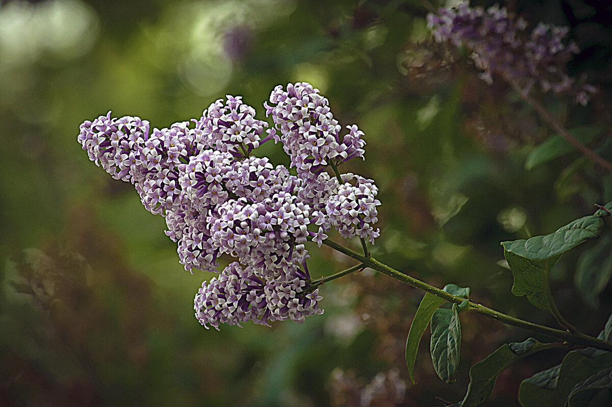 Кисть сирени - Владимир Кроливец