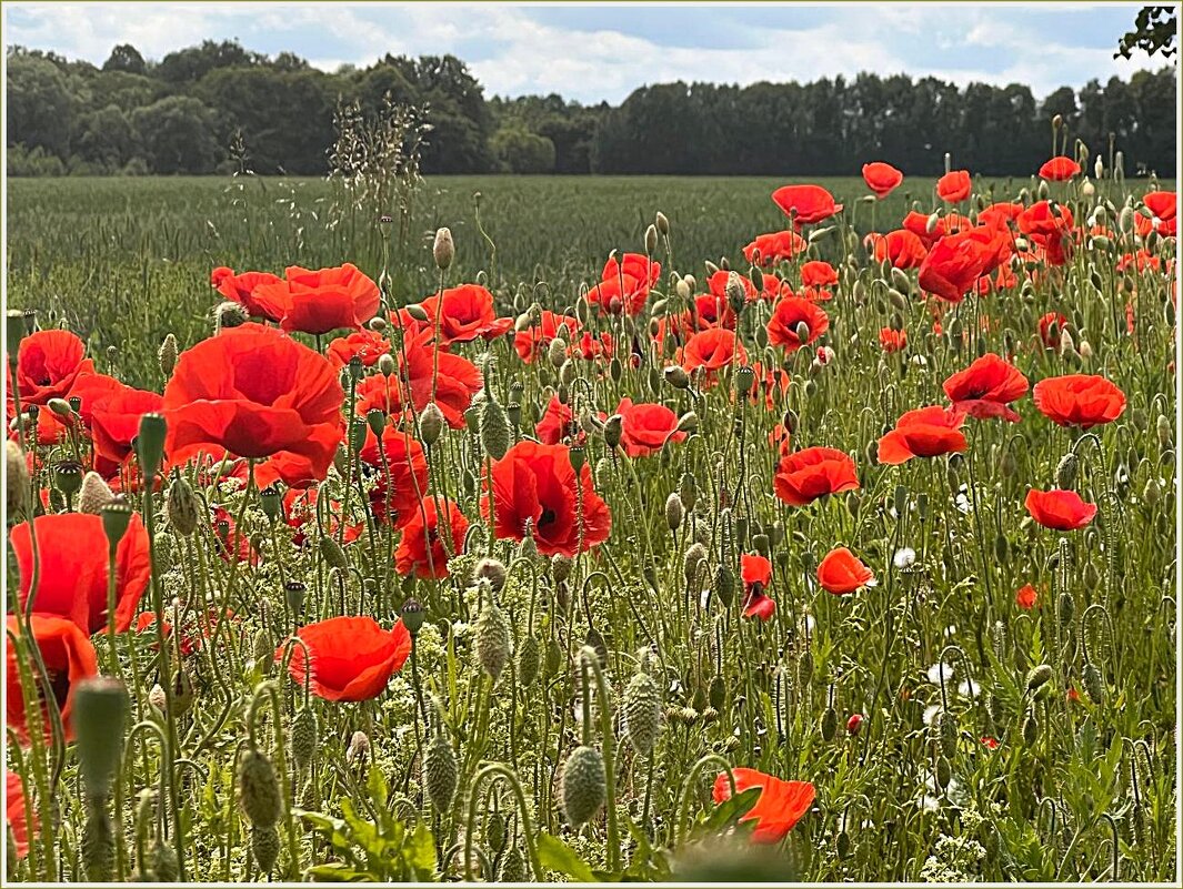 Летнее. - Валерия Комова