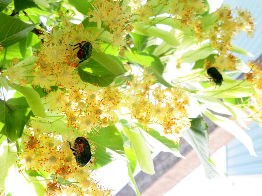 Липовый завтрак. - Егор Бабанов