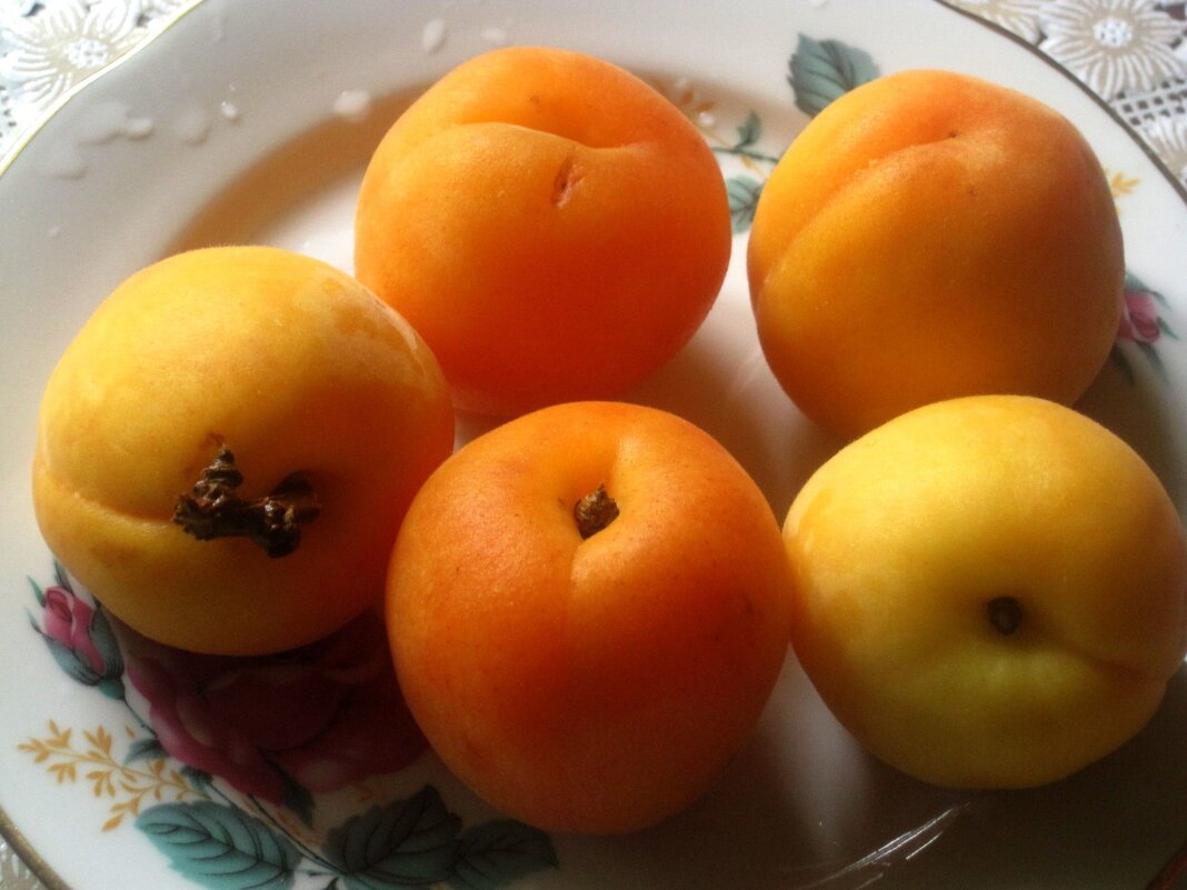 Абрикосы - Елена Семигина