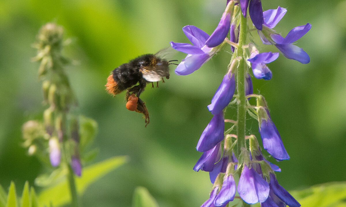 Мир шмелей. - Владимир Безбородов Мир шмелей. - Владимир Безбородов