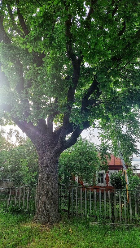 дуб - Оксана Н.