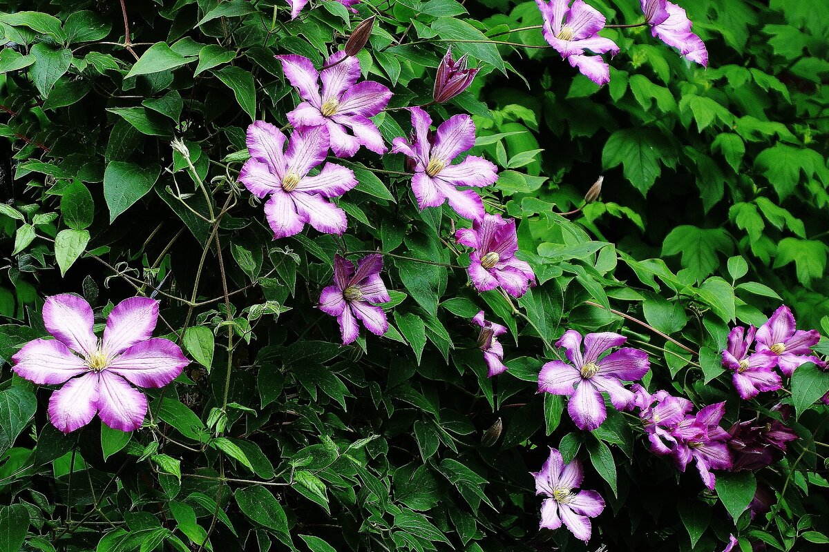 Клематис - Рита Симонова