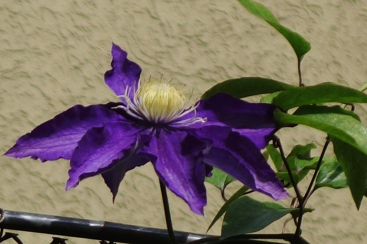 Клематис - Рита Симонова Клематис - Рита Симонова