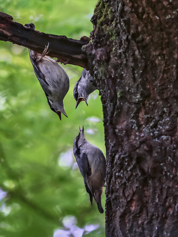 Выбор - Юлия Ершова Выбор - Юлия Ершова