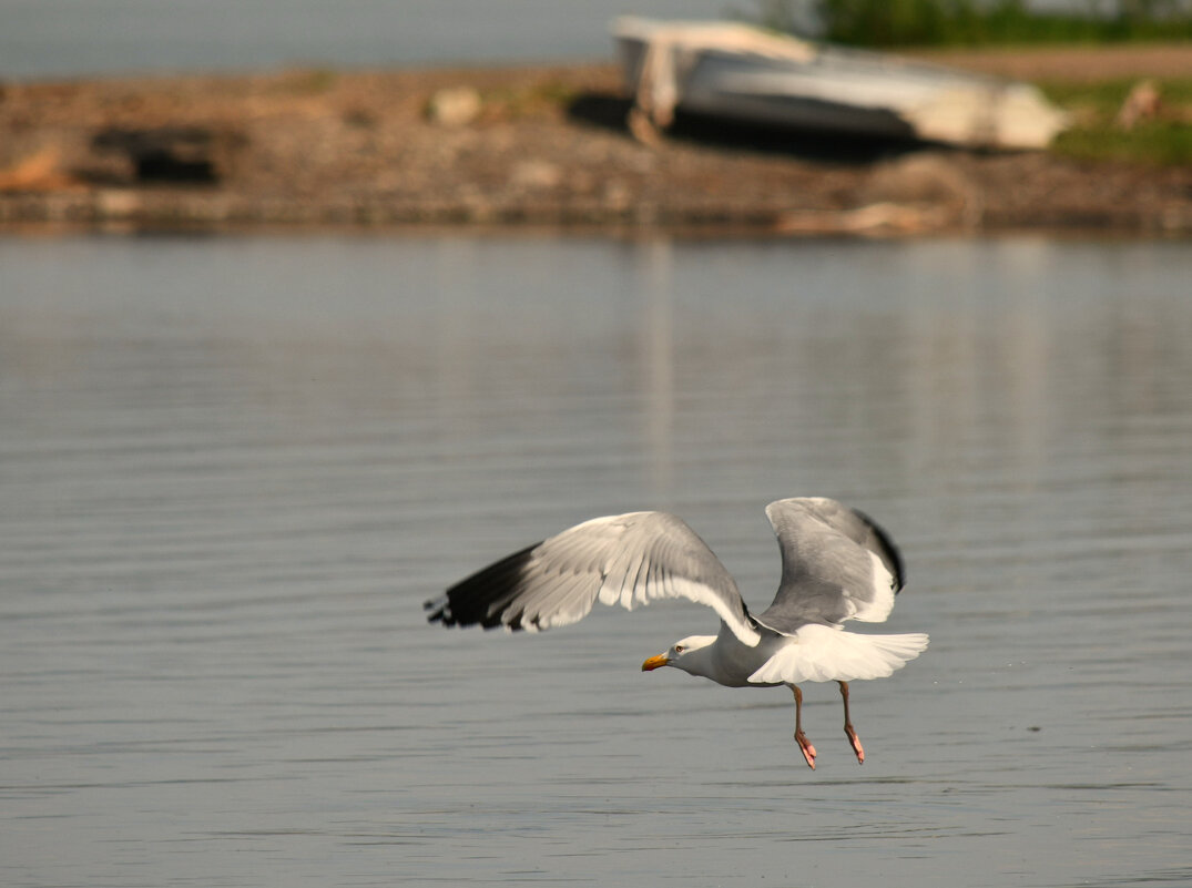 Крылья чайки - Сергей Шаврин