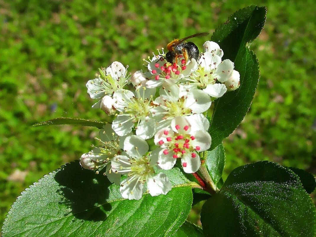 Сбор нектара - Ольга Довженко