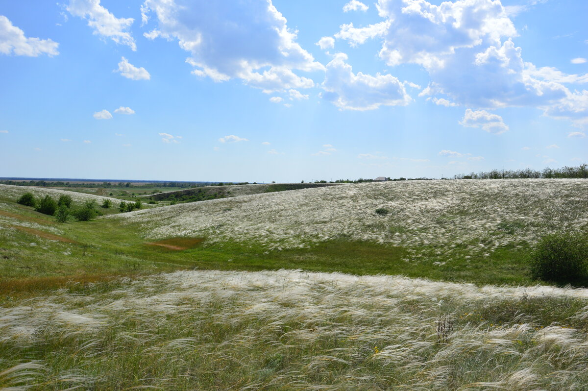 Ковыль. - Виктор Ковыль. - Виктор