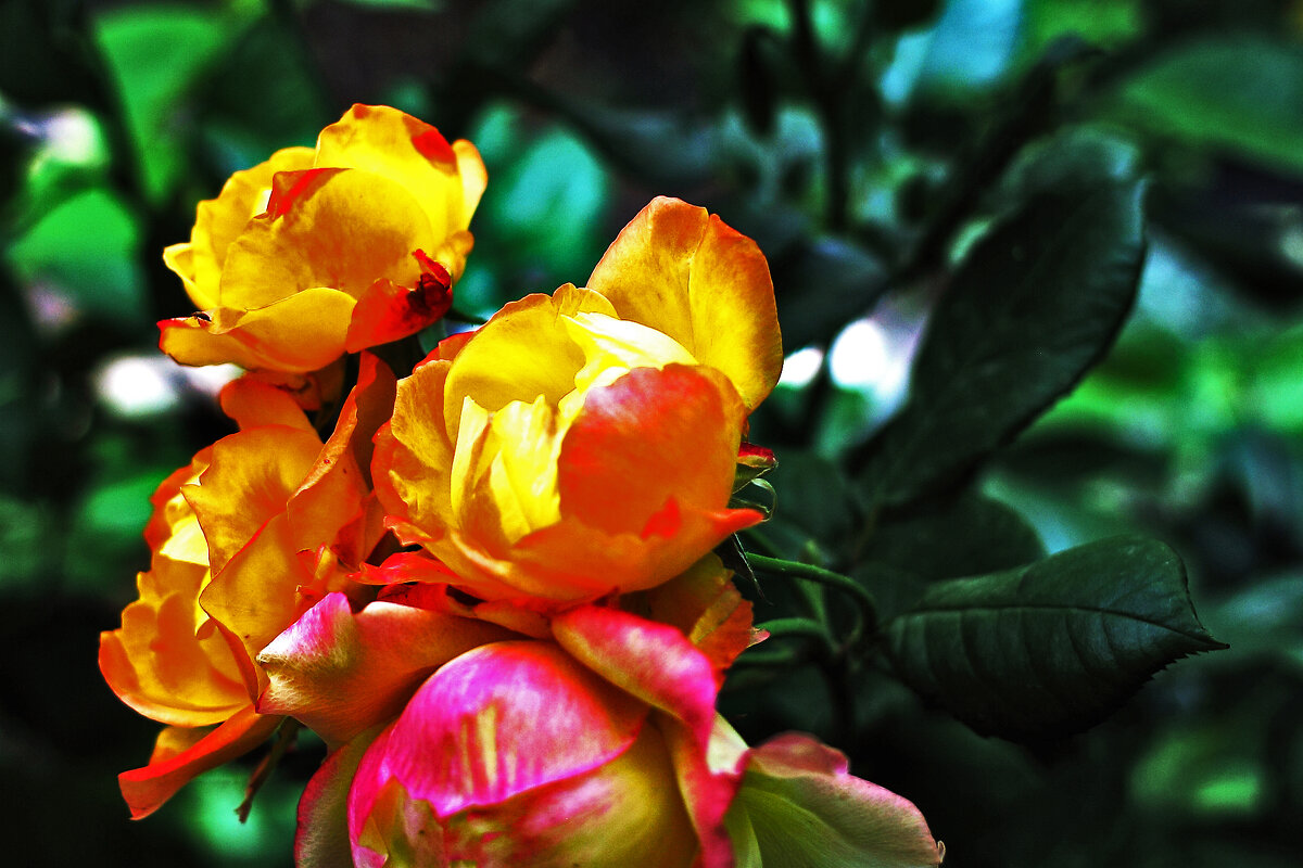 Розочки - Юрий Гайворонскiий