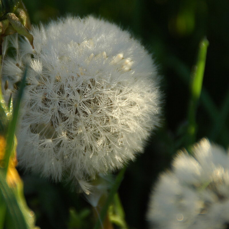 ... - Елена Пономарева