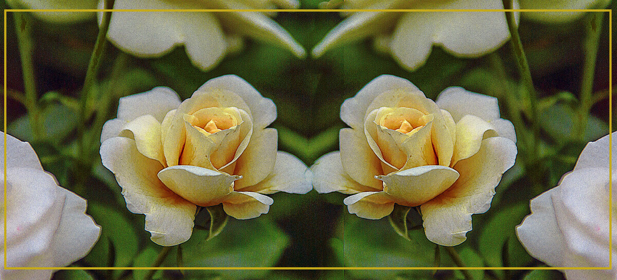 Розы - Владимир Кроливец