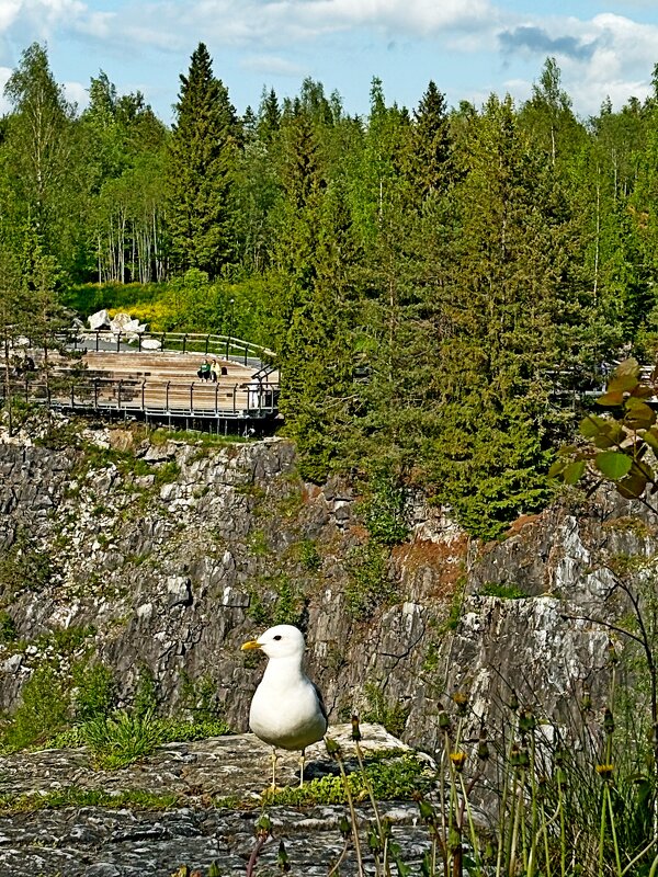 Чайка - местный житель - приглашает! - Vladimir Semenchukov