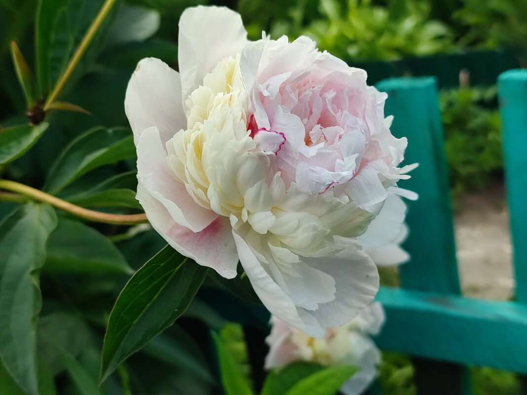 Пион - Валентина Богатко 