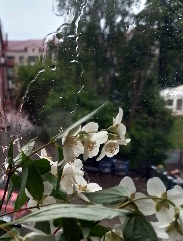 *** - Валентина Береснева