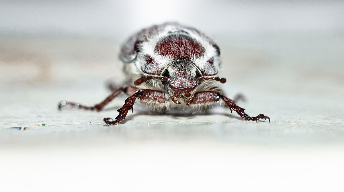 May Bug | 4 - Sergey Sonvar May Bug | 4 - Sergey Sonvar