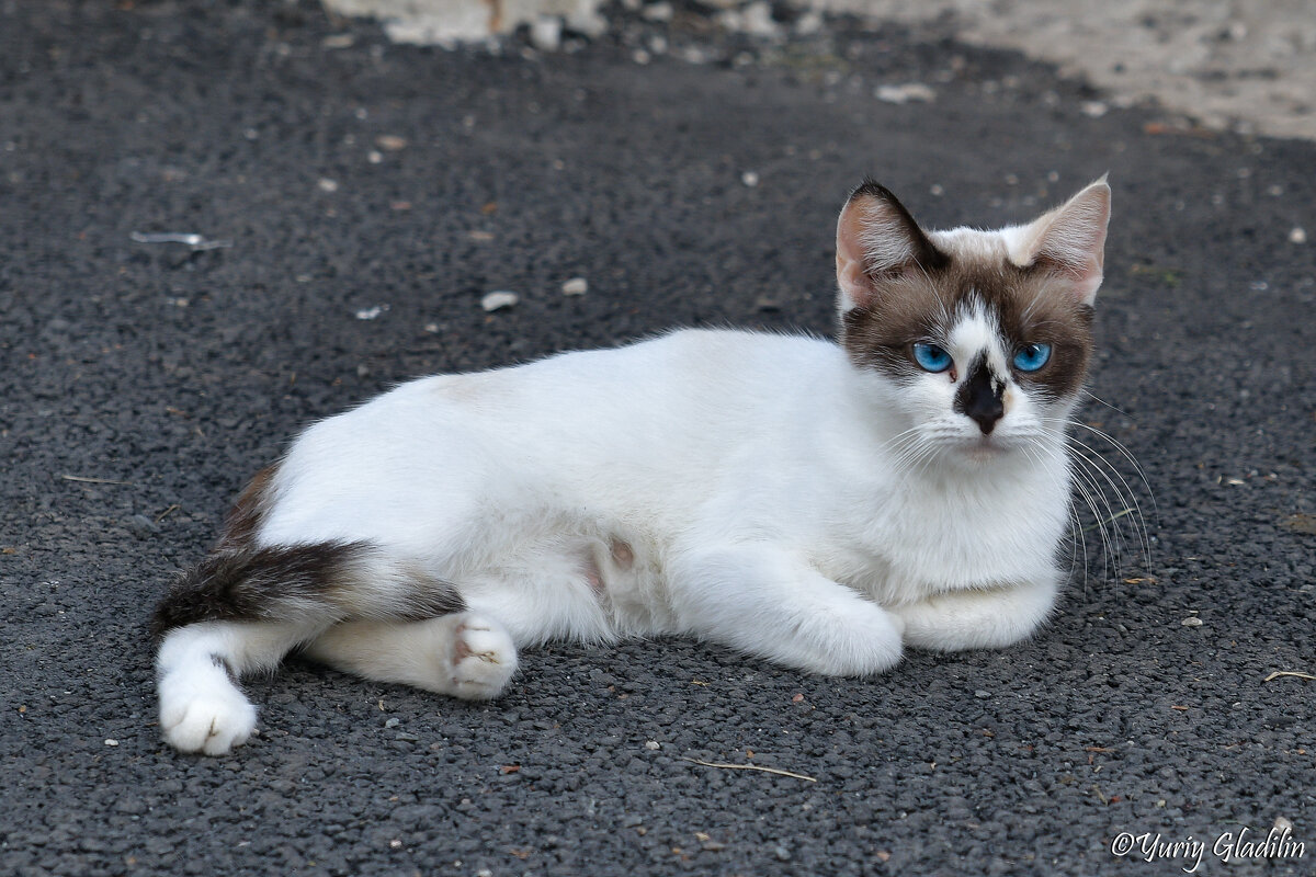 Котик - Юрий Гладилин