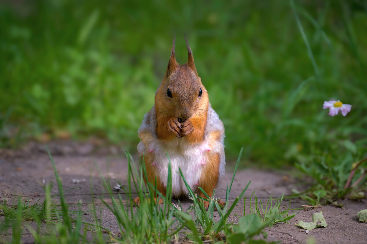 Дружелюбная белочка - Николай Соколухин