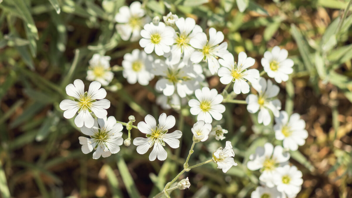 Краски лета - Андрей Неуймин