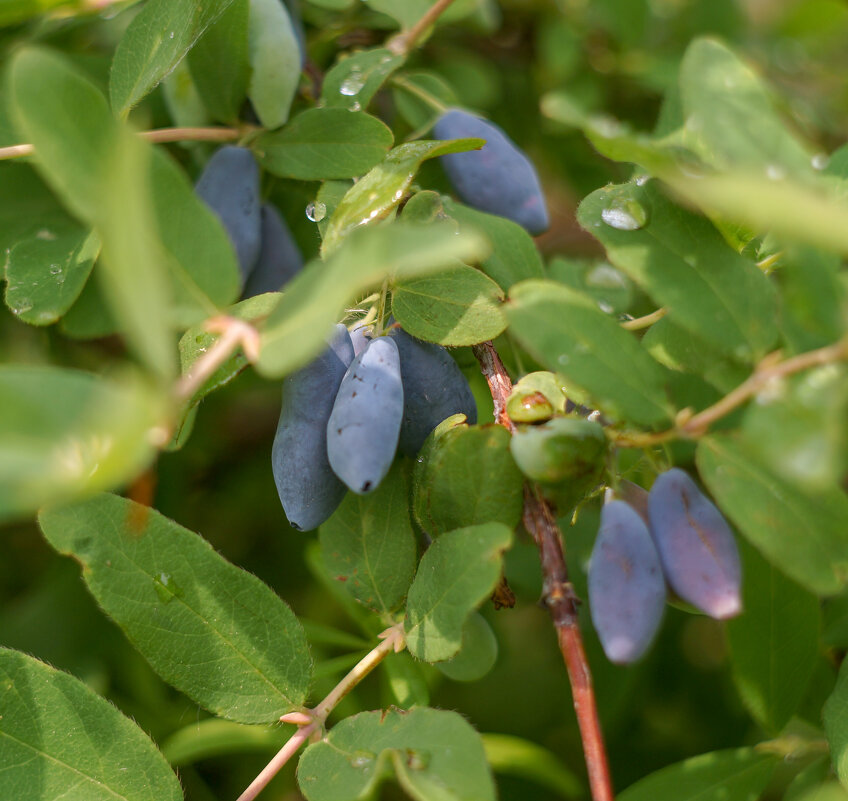 жимолость - Сергей Ц
