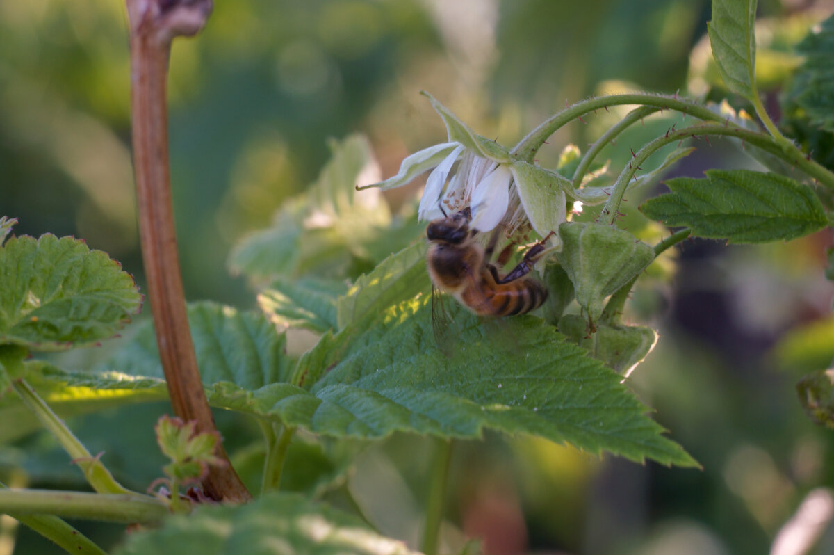Пчела на цветке малины - Сергей Ц Пчела на цветке малины - Сергей Ц