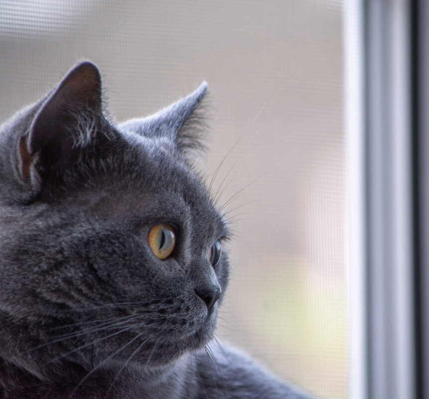 Британская короткошёрстная кошка Сима. - Марина Никулина Британская короткошёрстная кошка Сима. - Марина Никулина