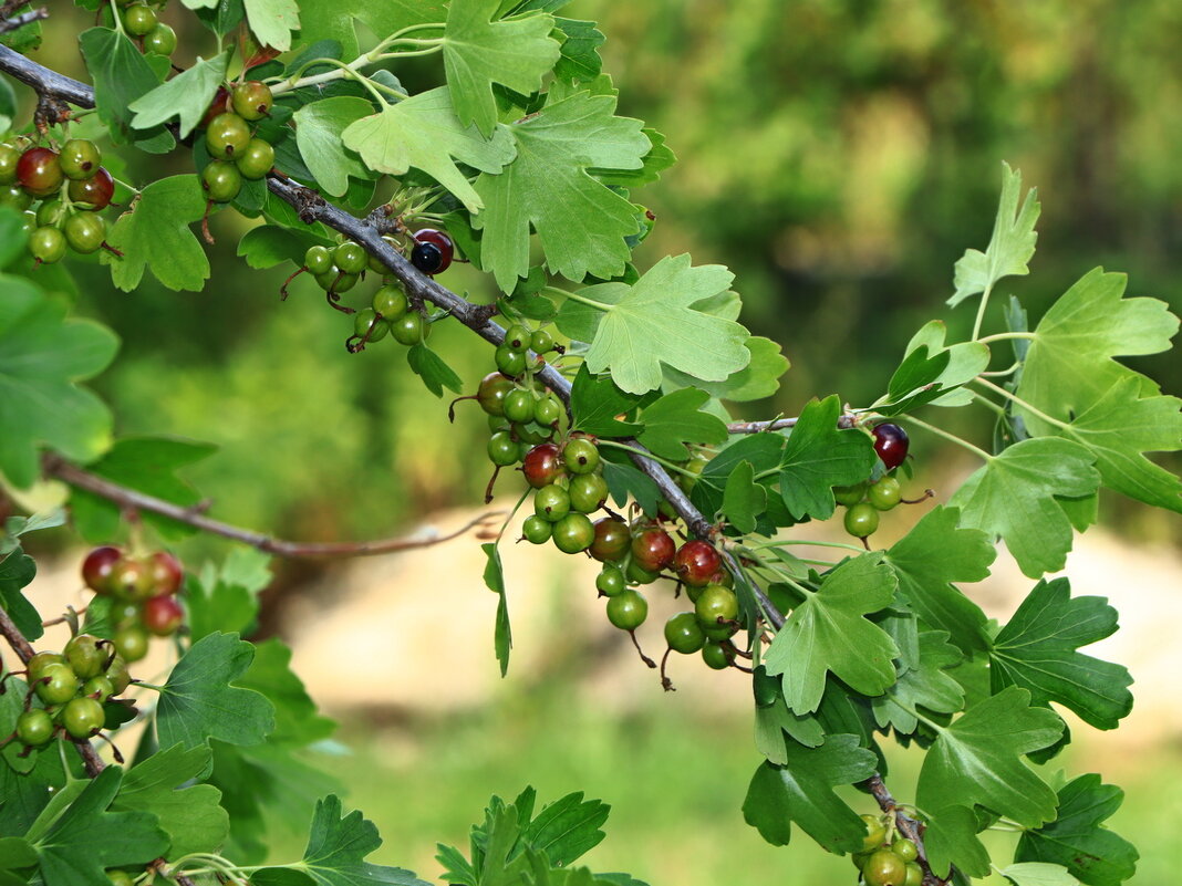 ПОСПЕВАЕТ смородина - Игорь Kуленко