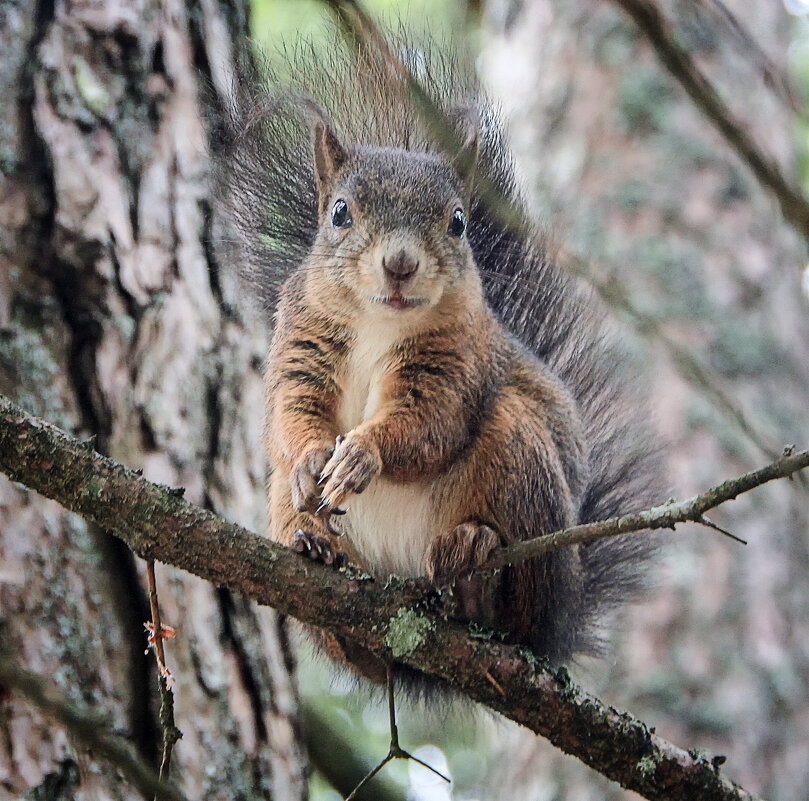 ***** - Андроник Александр 