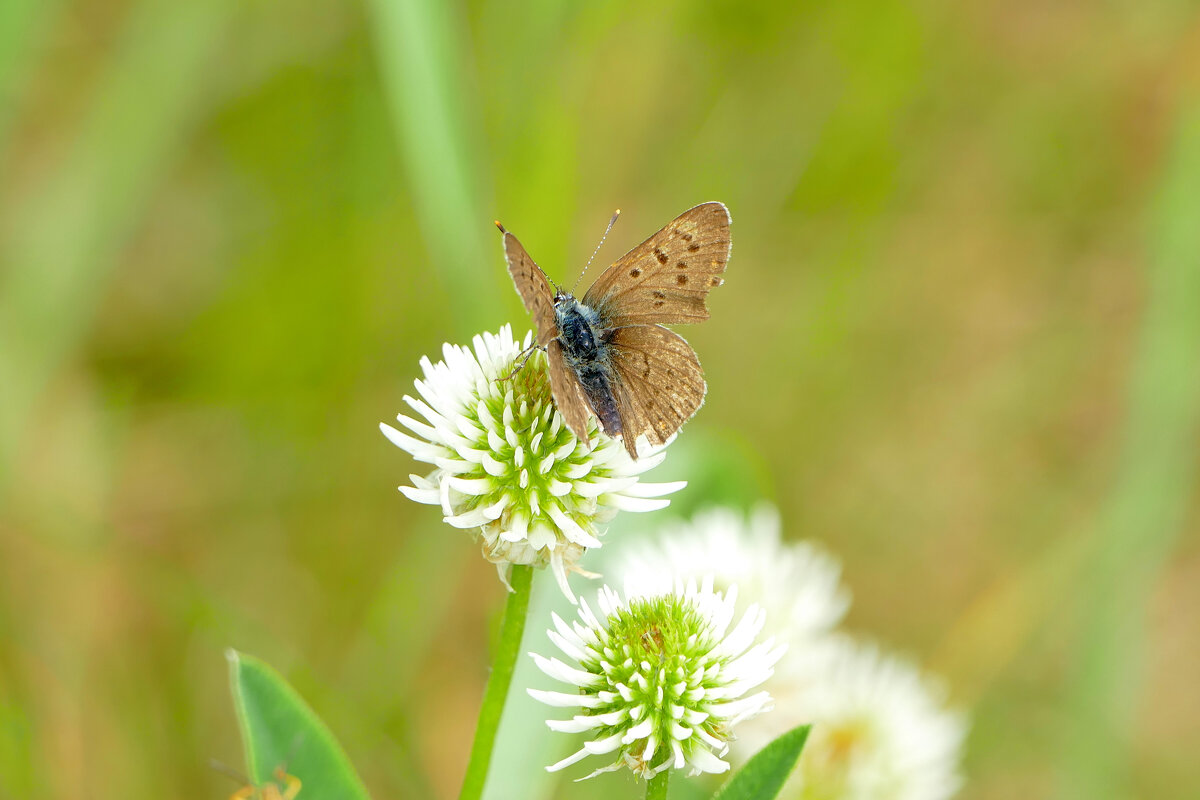 опять про бабочек 6 - Александр Прокудин
