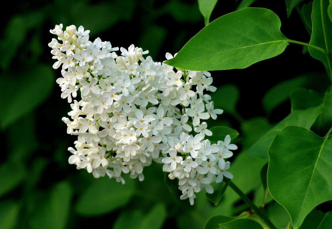 Белая сирень - Нэля Лысенко