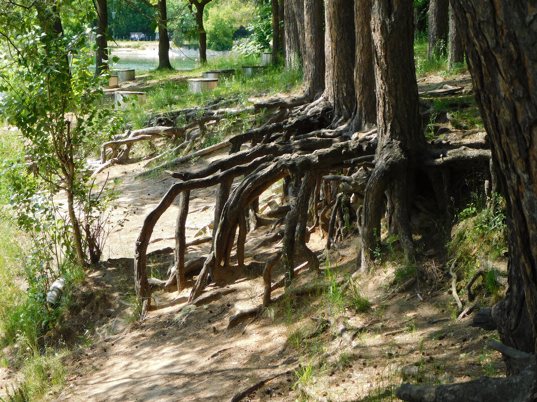 Путешествие сосен к озеру - Наиля 