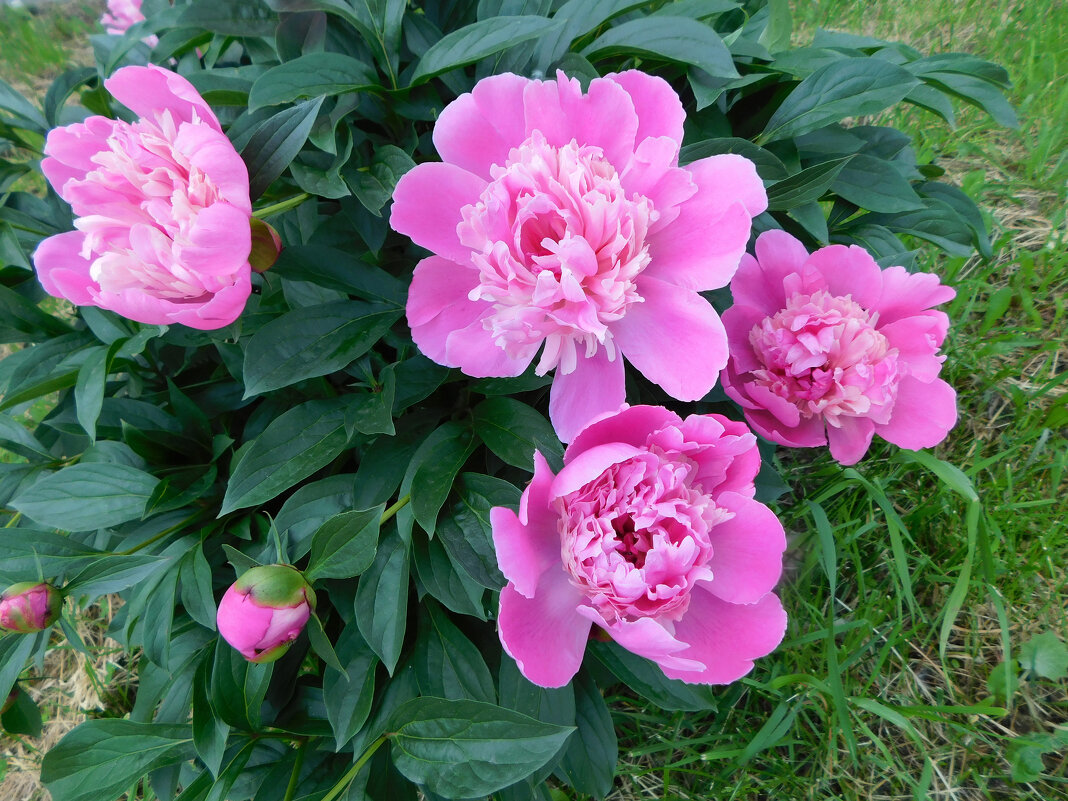 Розовые пионы - Наиля Розовые пионы - Наиля