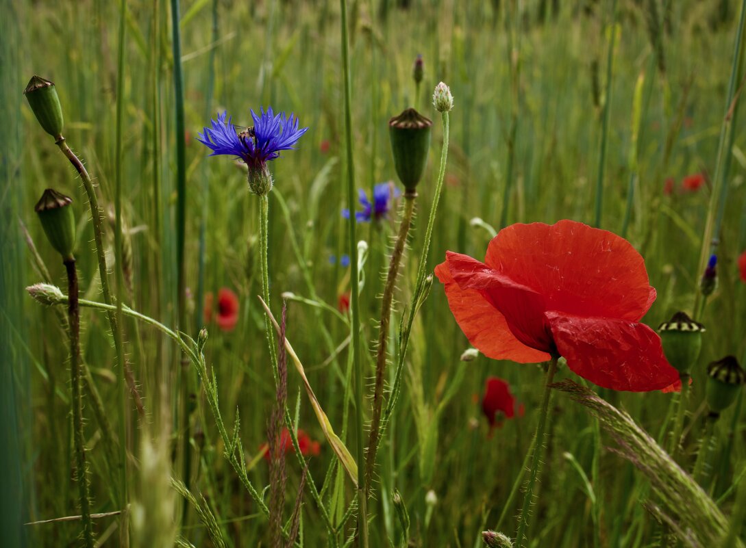 В пшеничном поле. - Lucy Schneider 