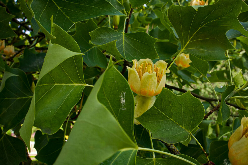 Цветок тюльпанового дерева. - Lucy Schneider 