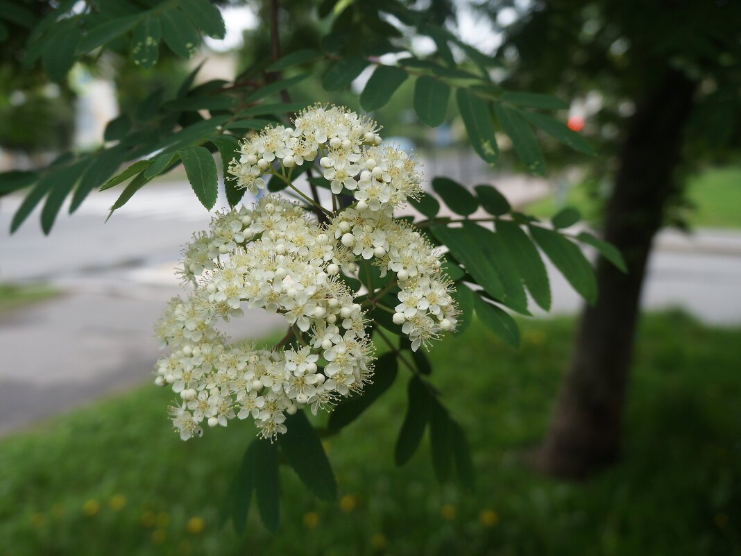 цветет рябина - zavitok *