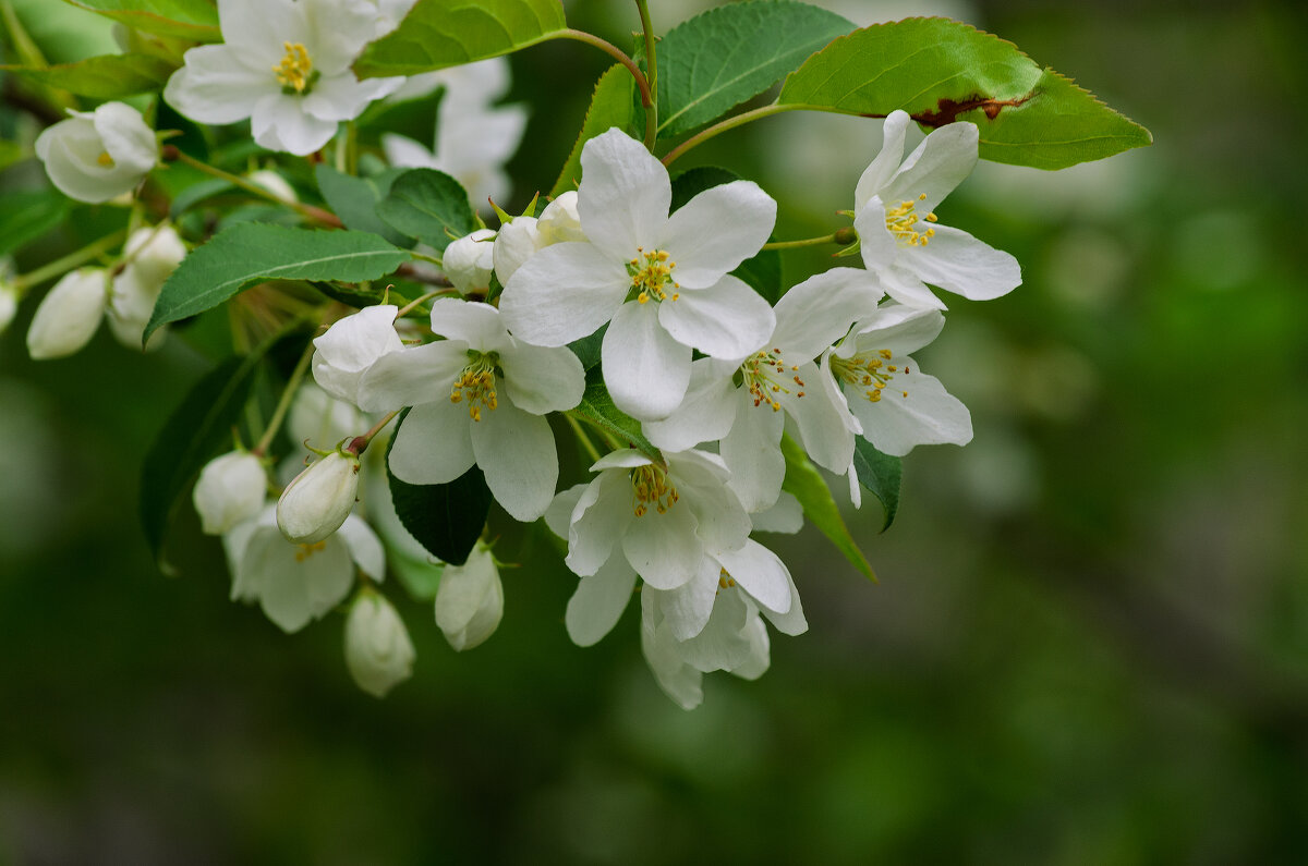 *** - Виктор Иванович Чернюк