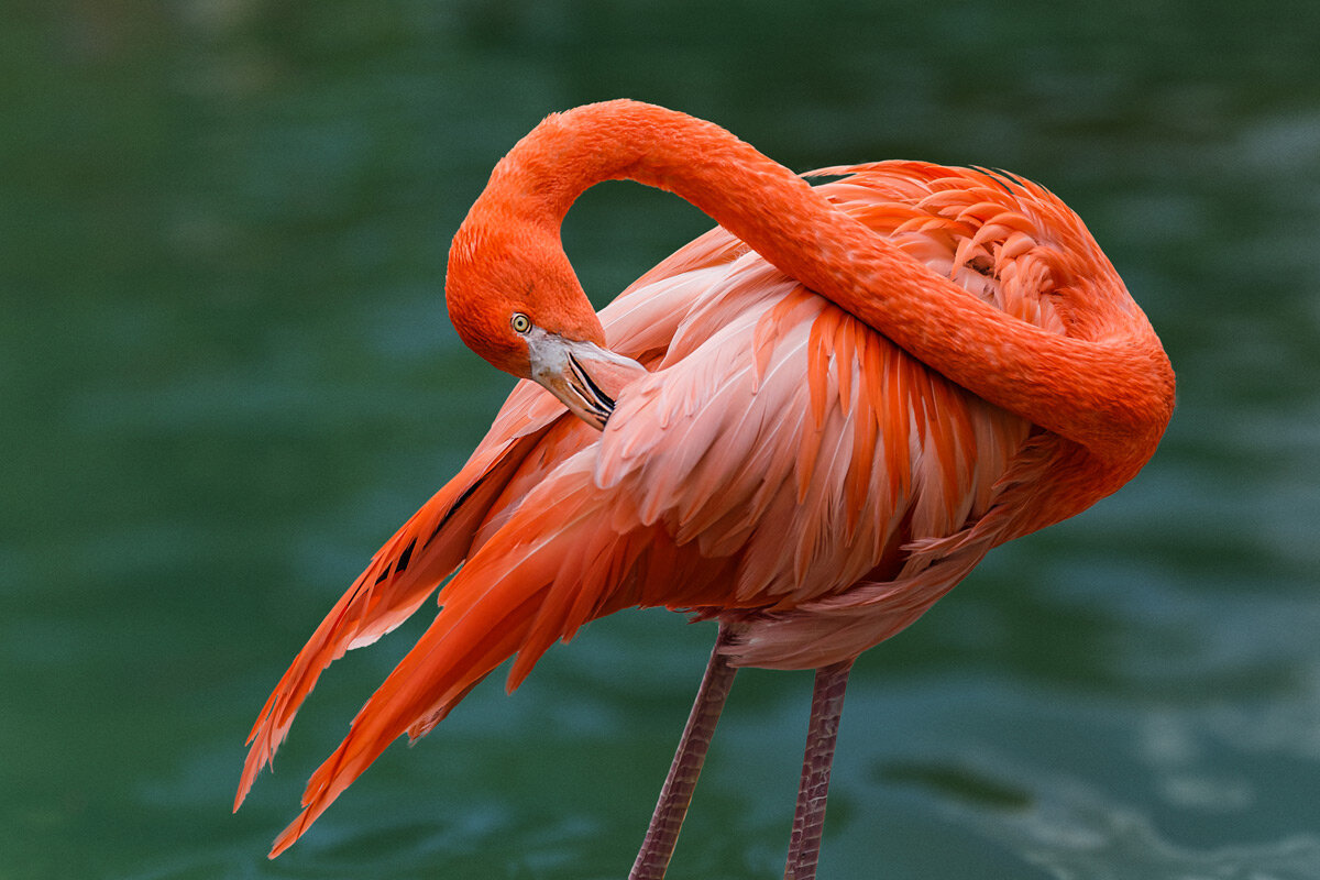 Фламинго - SanSan 