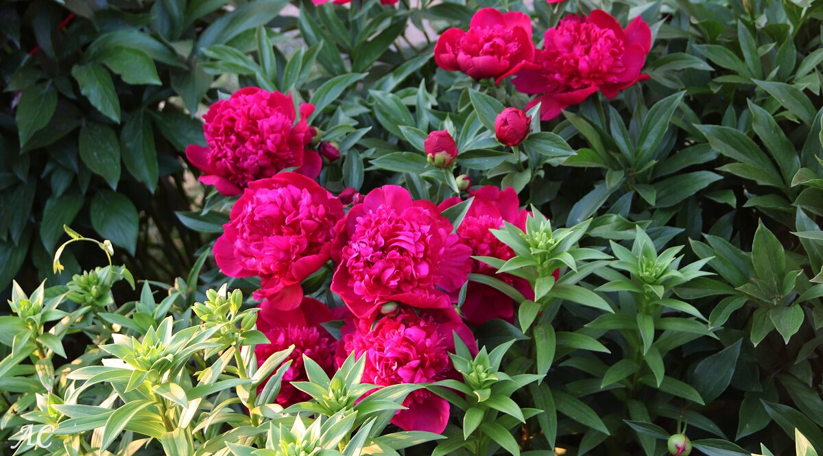 Во всей своей красе - Любовь Сахарова Во всей своей красе - Любовь Сахарова