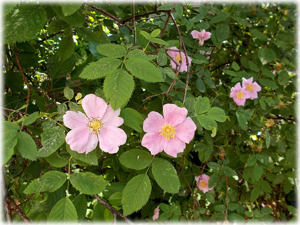 Цветёт шиповник - Alisia La DEMA