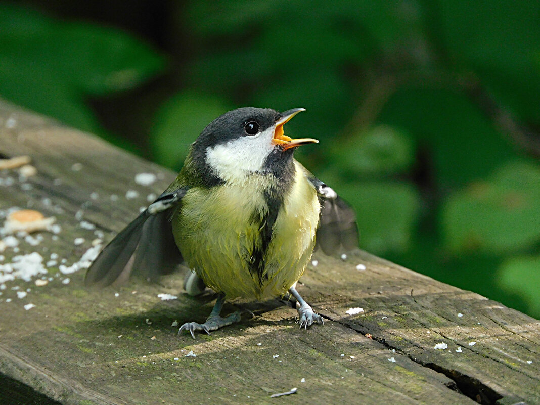 Слеток большой синицы - Лина Слеток большой синицы - Лина