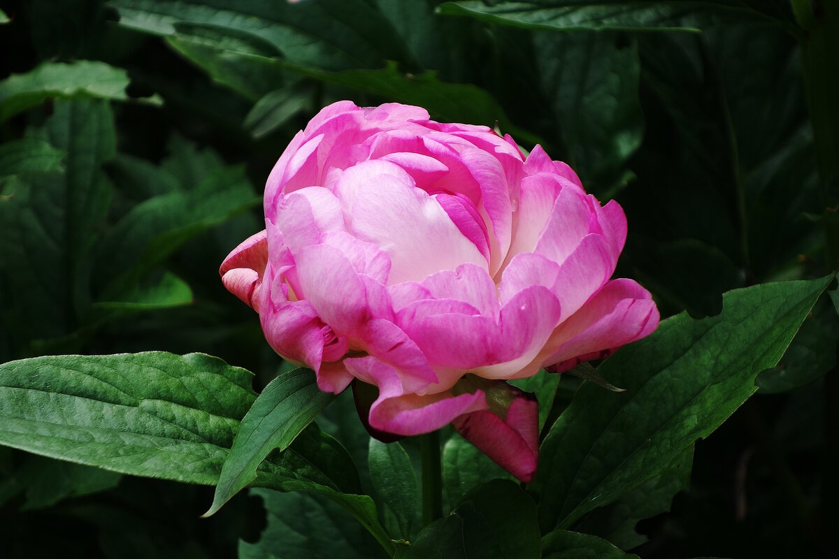 Пион - Рита Симонова