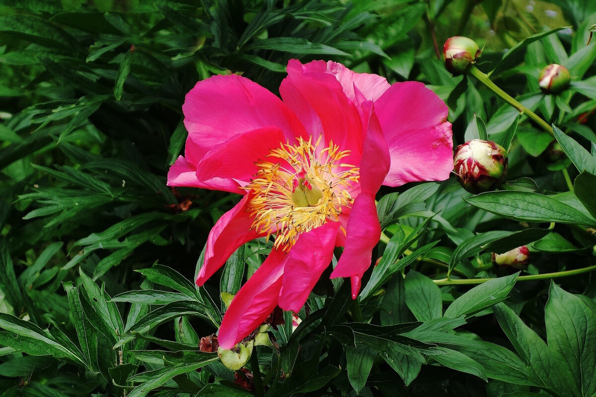 Пион - Рита Симонова