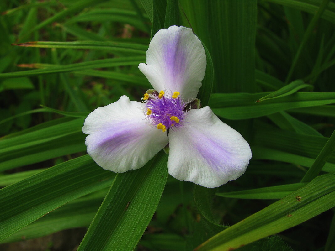 Нежная традесканция - Людмила Смородинская Нежная традесканция - Людмила Смородинская