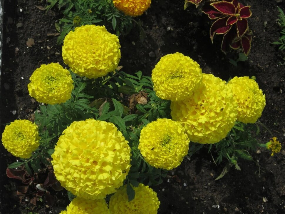 Бархатцы жёлтые - Дмитрий Никитин